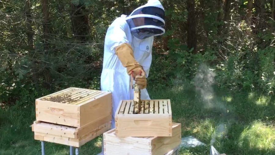 Junior William Holtz beekeeping at his house in Michigan.
Photo courtesy of William Holtz.