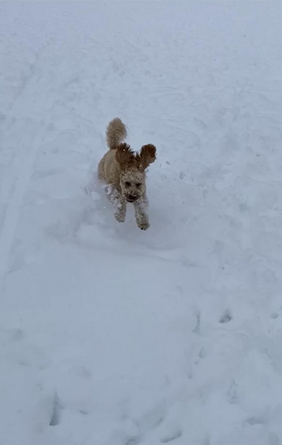 The return of Dexter the dog, ears flopping in the wind! “[My] pup Dexter bounding through the snow!” - Tyler Heidtke, Physical Education Teacher