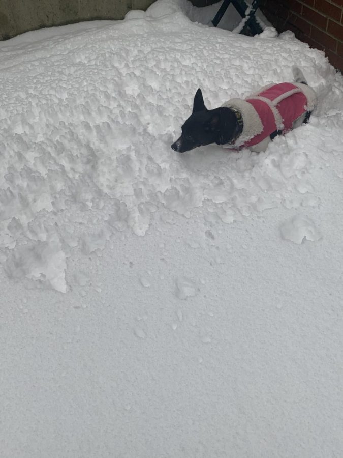 Junior Julie Test’s Terrier-Chihuahua. Gemma sports her chic pink coat as she romps through the snow.