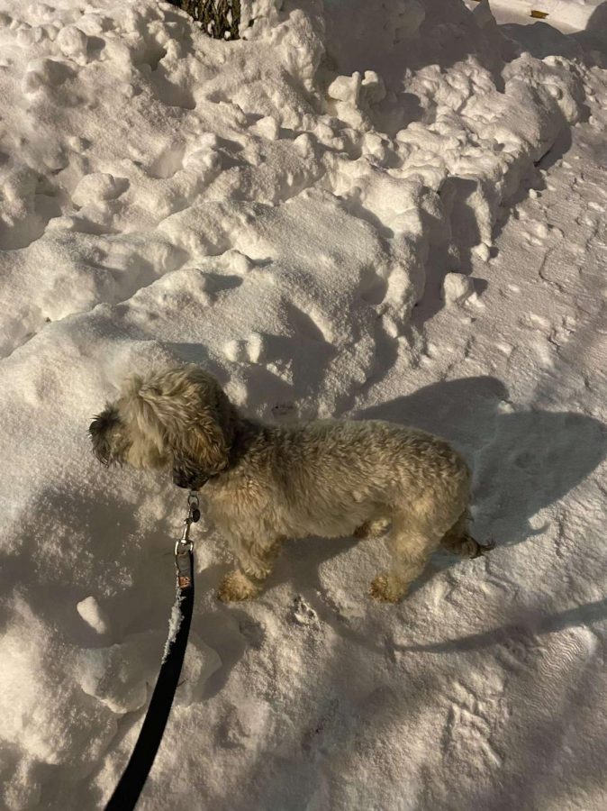 Junior Finn Hall’s dog Otto surveys his snowy landscape on a nighttime trot.