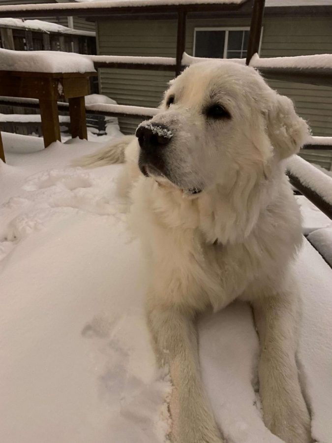 Dover the dog catches some flakes on his nose.  “He is one year old and its his first snowfall!” - Junior Lorenzo Collier