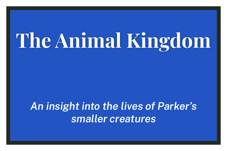 The Animal Kingdom
